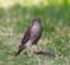 Sparrow Hawk